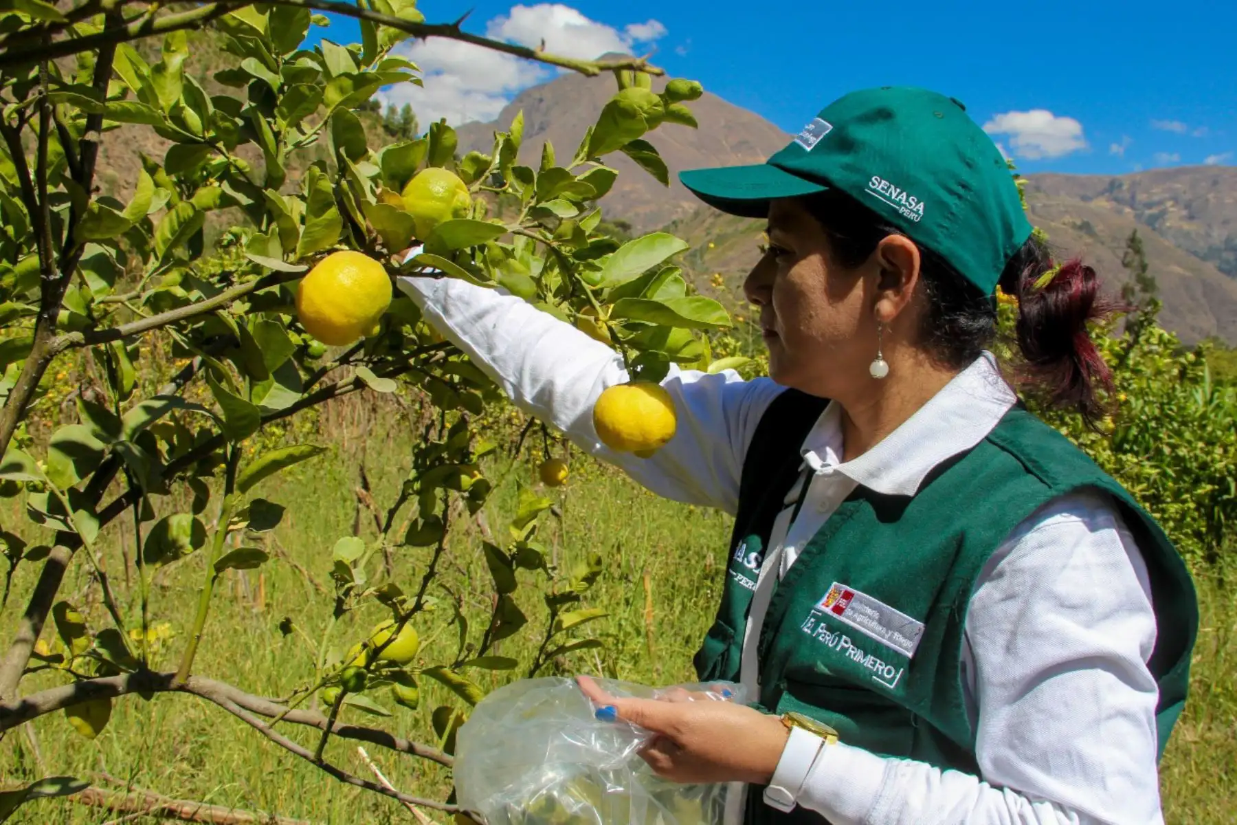 El Senasa redobla sus acciones para evitar el ingreso al Perú de la plaga "Dragón amarillo" que afecta a los cítricos. ANDINA/Difusión