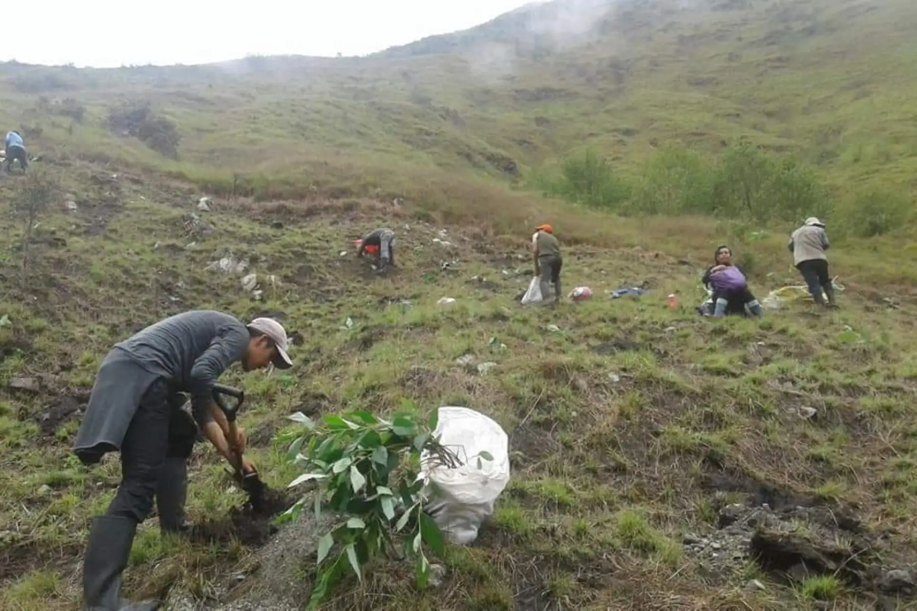 Reforestarán el santuario histórico Machu Picchu con un millón de árboles nativos.