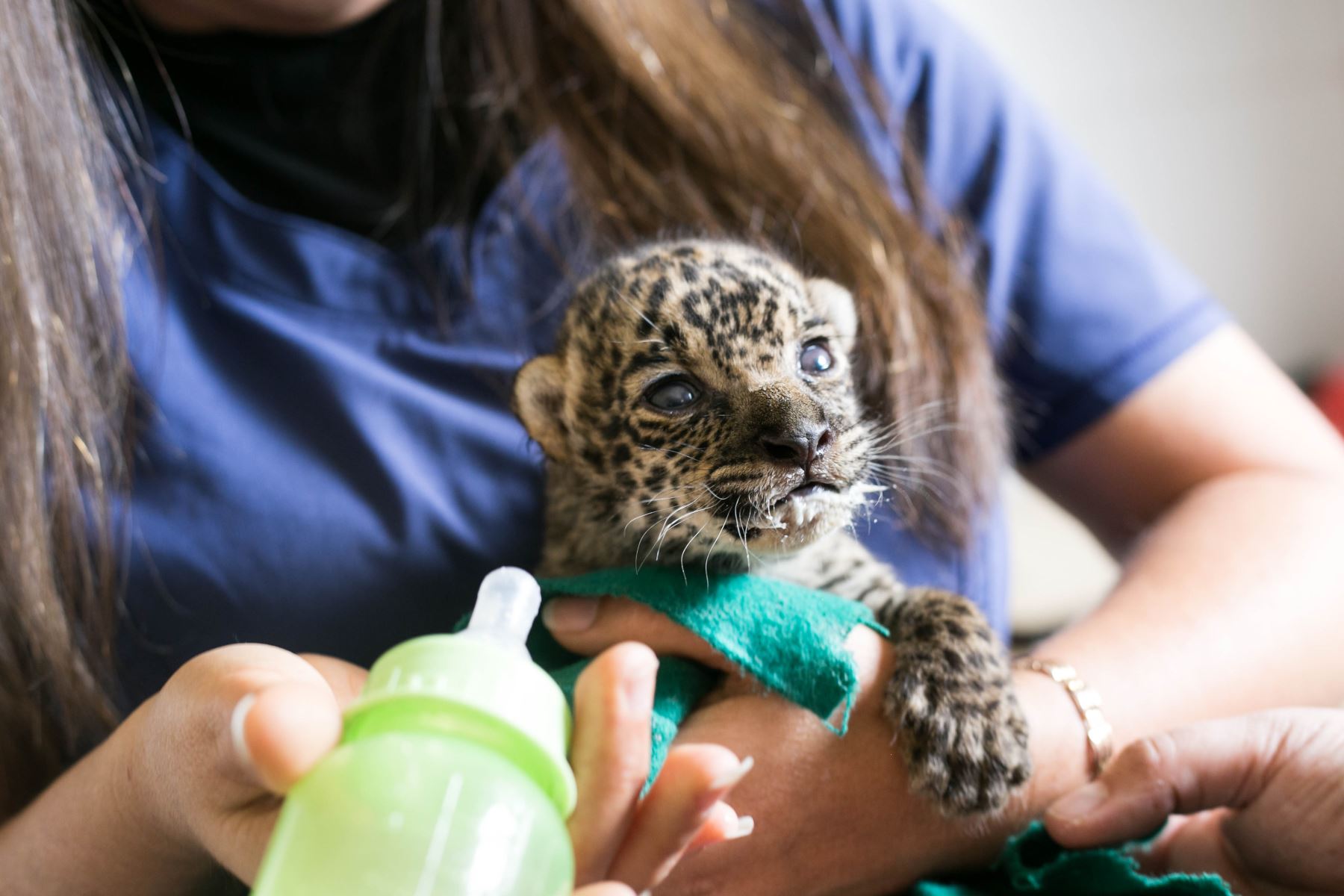 Autoridades rescataron a dos cachorros bebé de jaguar víctimas del tráfico ilegal de fauna silvestre. ANDINA/Difusión