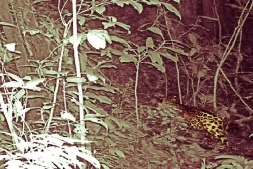 Este primer avistamiento del jaguar en el Parque Nacional de tingo María, en Huánuco, se realizó gracias al uso de cámaras trampa que fueron instaladas en el sector Río Oro, como parte del monitoreo biológico de mamíferos mayores que realiza el equipo de guardaparques de esta área natural protegida.