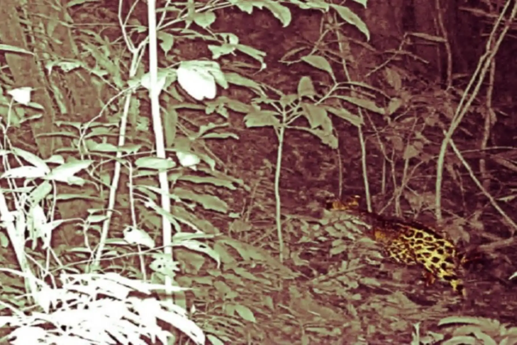 Este primer avistamiento del jaguar en el Parque Nacional de tingo María, en Huánuco, se realizó gracias al uso de cámaras trampa que fueron instaladas en el sector Río Oro, como parte del monitoreo biológico de mamíferos mayores que realiza el equipo de guardaparques de esta área natural protegida.