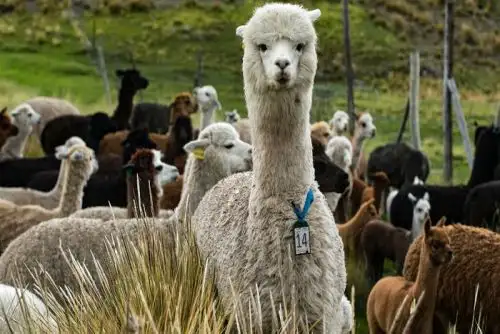 El proyecto del INIA utilizó técnicas de mejoramiento genético y reproductivo, lo que ha frenado por el momento el peligro de extinción de la alpaca, cuyo proceso de gestación es de 11 meses y con una baja tasa de natalidad: dos a cinco crías en los 6 a 7 años de la vida reproductiva del camélido.