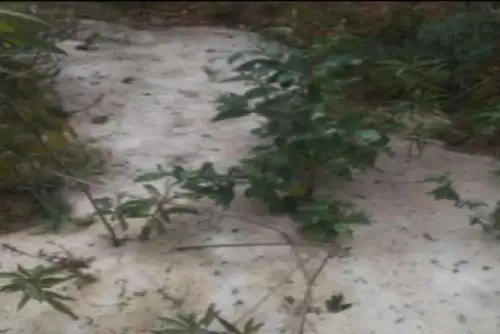 Una fuerte granizada afectó a la localidad de San Miguel de Cauri, región Huánuco. Foto: ANDINA/Difusión.