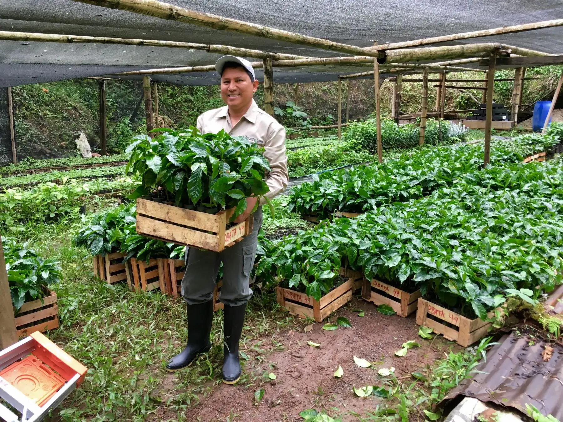 Vivero de café. Foto: Cortesía.