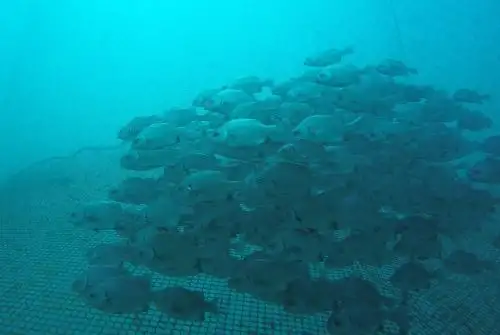 Chita en jaula flotante en el norte del Perú. Foto: Cortesía.