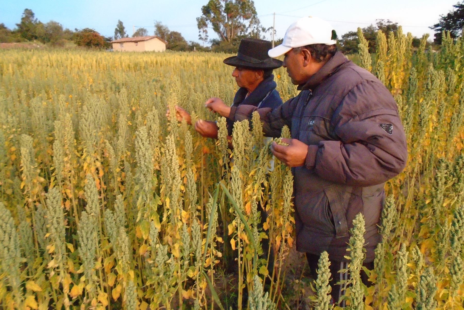 Productores de Puno mejoran su rentabilidad económica gracias al cultivo de quinua orgánica que impulsa el INIA. ANDINA/Difusión