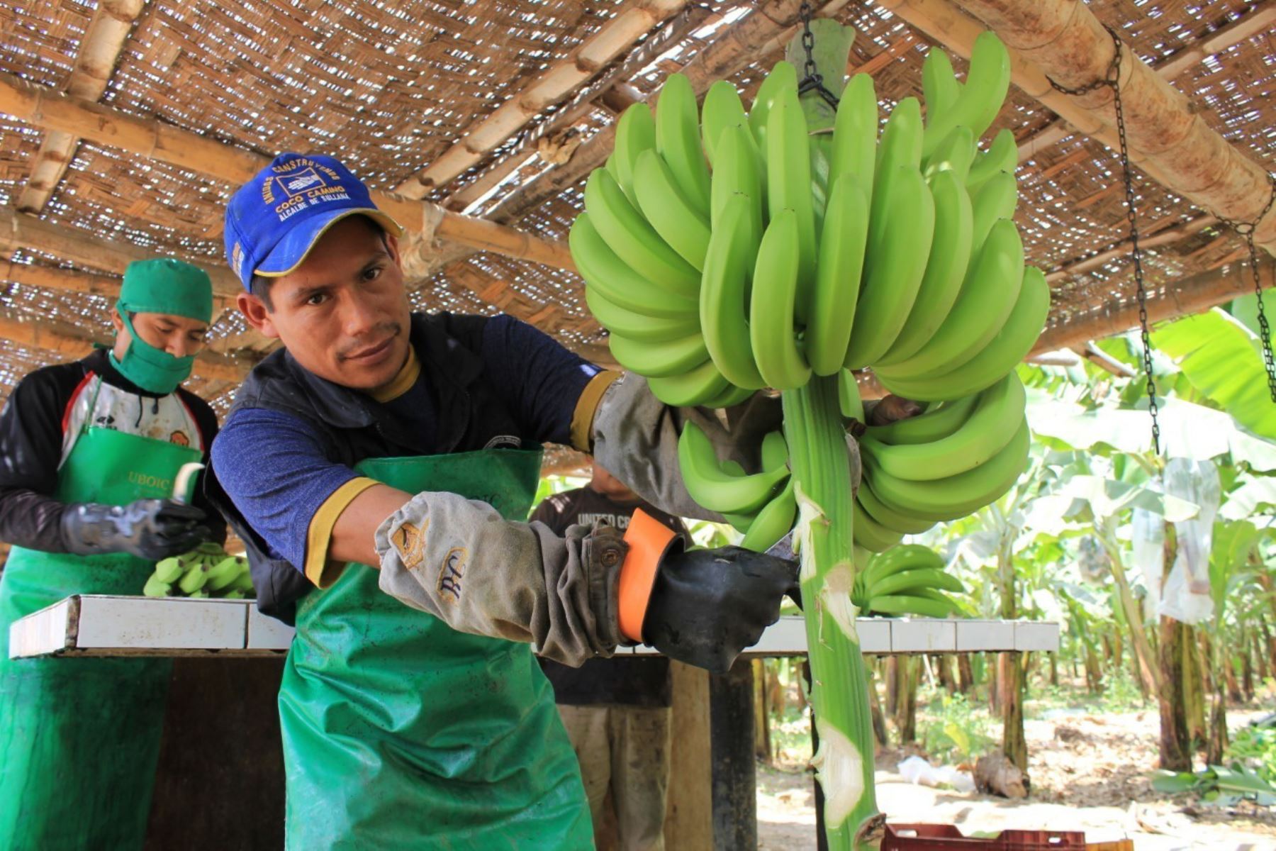 La municipalidad de Marcavelica (Piura) y cooperativas bananeras han organizado la I Feria del Banano.