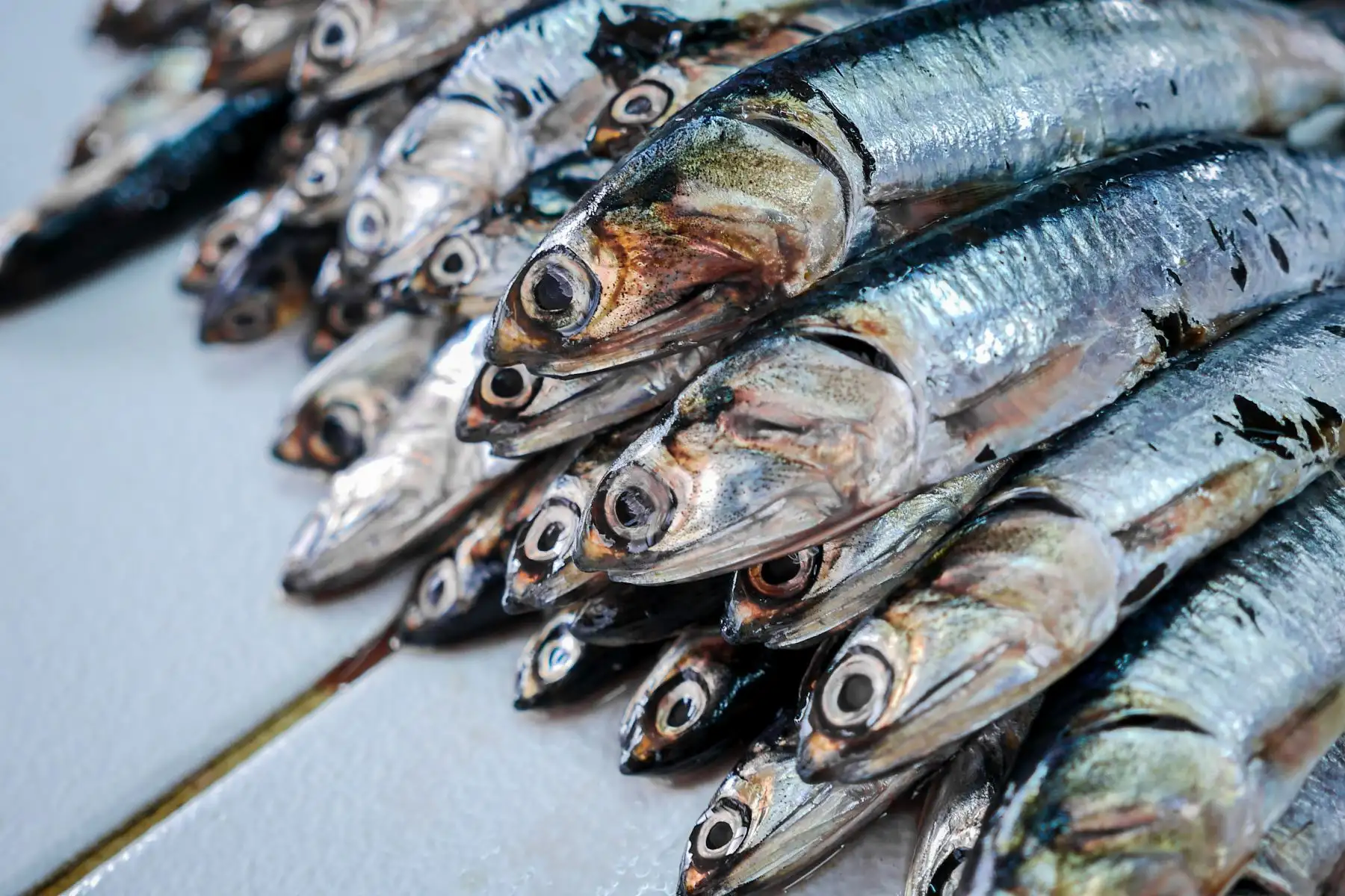 Recurso anchoveta. Foto: ANDINAdifusión.