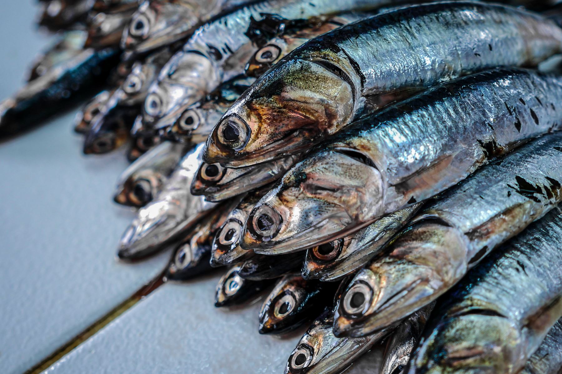 Produce anunció el inicio de la temporada de pesca, más importante de los últimos cinco años, en la zona Norte-Centro del país; estableciendo como límite máximo total de captura, 2 millones 786,000 toneladas.Foto: ANDINA/ IMARPE