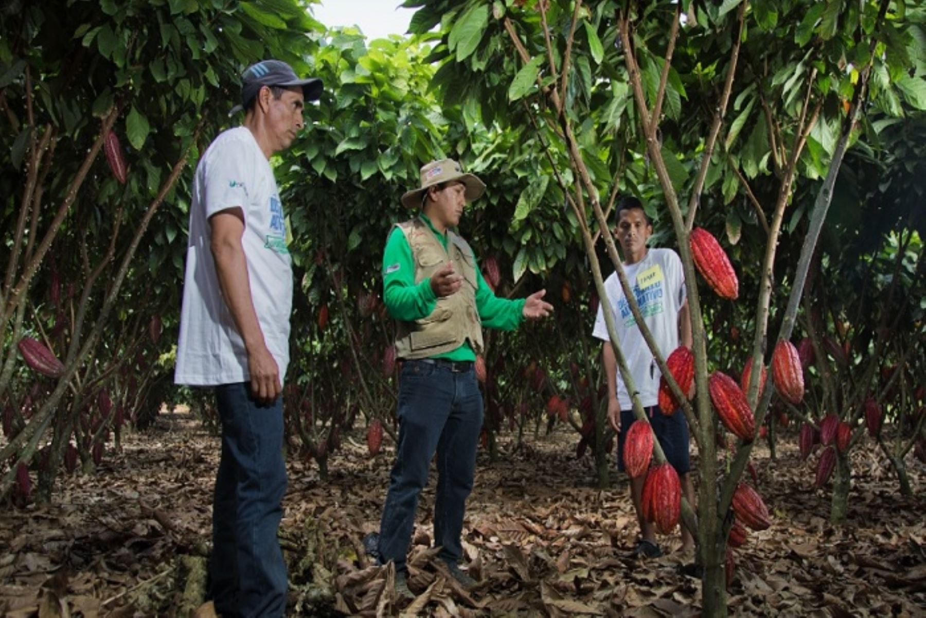 En el Vraem, Devida asiste en el cultivo de 2090 hectáreas de cacao, de las cuales 1425 se encuentran en la zona norte, 58 en la zona sur y 607 en la zona centro del Vraem. En tanto los cultivos de café suman 1300 hectáreas, de las cuales 878 se encuentran en la zona norte, 230 en el sur y 192 en el centro del valle.