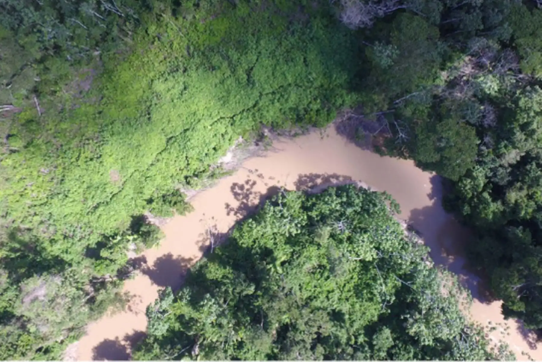 Bosque amazónico en el Perú.