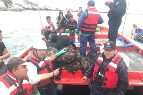 Personal de Sanipes incauta cerca de 1.5 toneladas de recursos hidrobiológicos prohibidos en el mar de Piura.