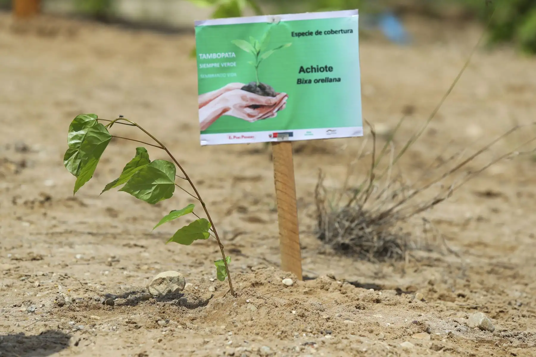 El presidente Martín Vizcarra, supervisó los trabajos de recuperación forestal en la Reserva Nacional Tambopata afectados por la minería ilegal.Foto: ANDINA/ Prensa Presidencia