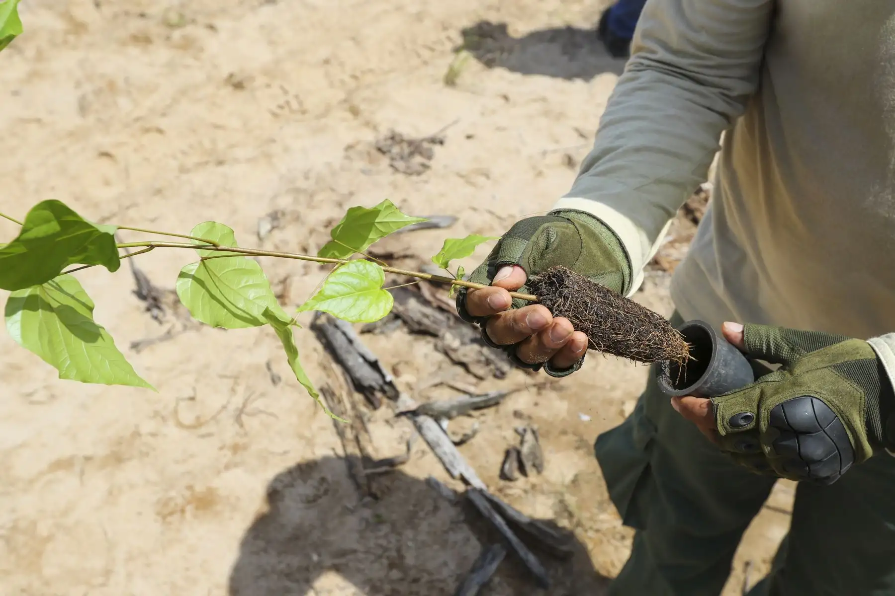 El presidente Martín Vizcarra, supervisó los trabajos de recuperación forestal en la Reserva Nacional Tambopata afectados por la minería ilegal.Foto: ANDINA/ Prensa Presidencia