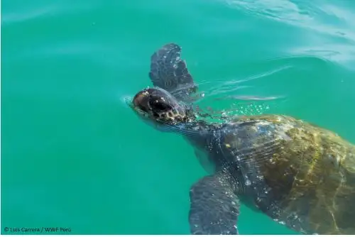 Conoce las acciones que ejecutan el Serfor y otras entidades para proteger y conservar a las tortugas marinas en el Perú. Foto: Serfor