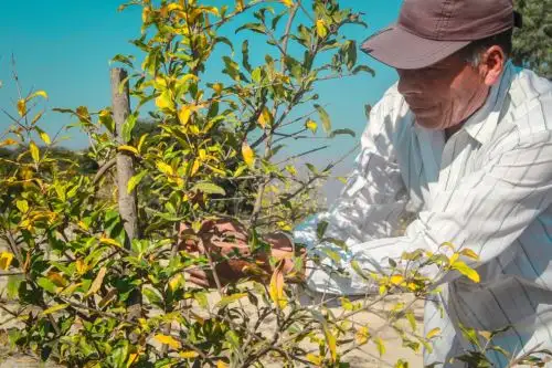 Invertirán S/ 5.5 millones para impulsar cultivos de espárragos y banano orgánico. ANDINA/Difusión