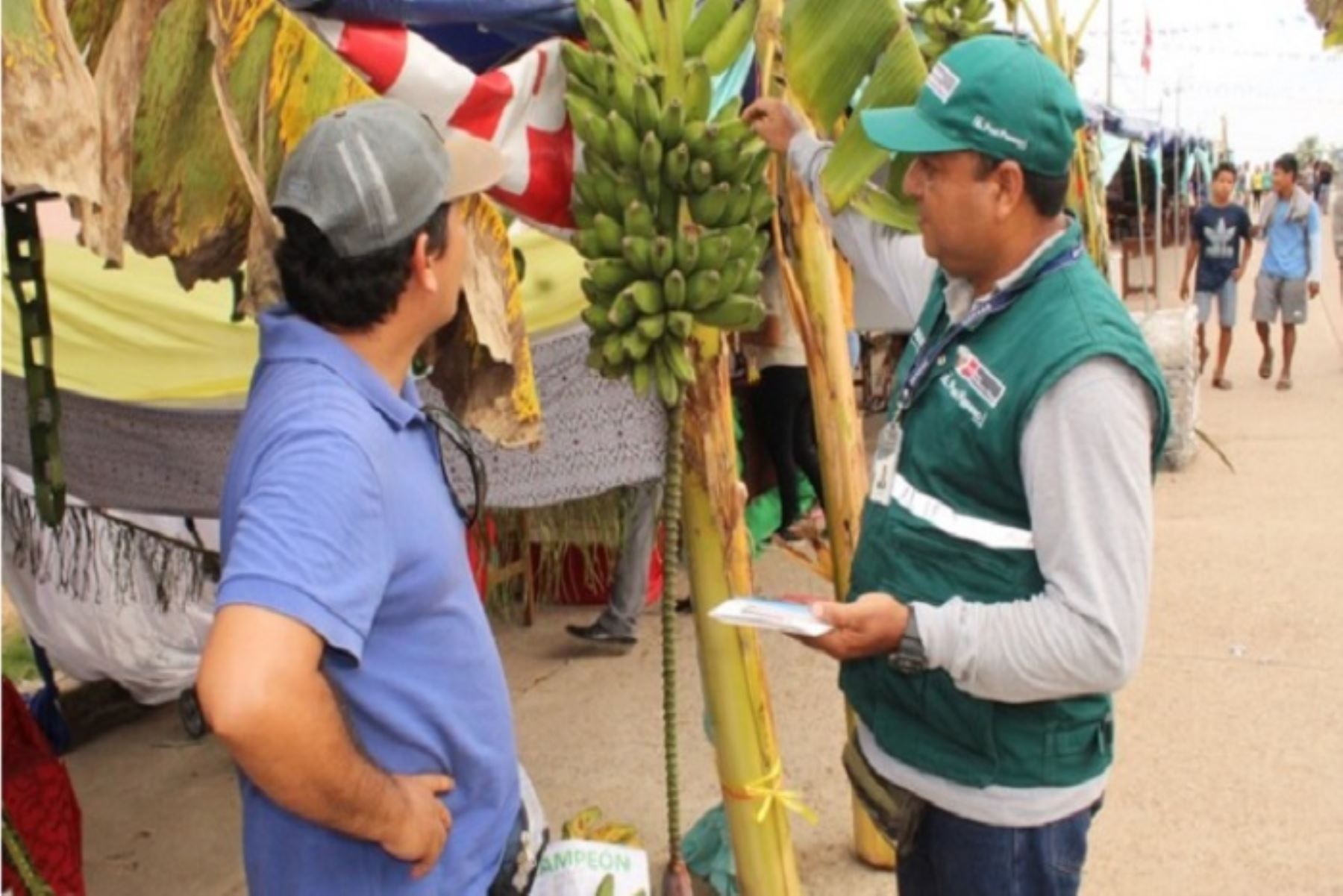 El ingreso y establecimiento de esta plaga en el Perú ocasionaría impactos económicos en la producción de 30,000 hectáreas de banano, que en su mayoría tienen certificación orgánica para la agroexportación.