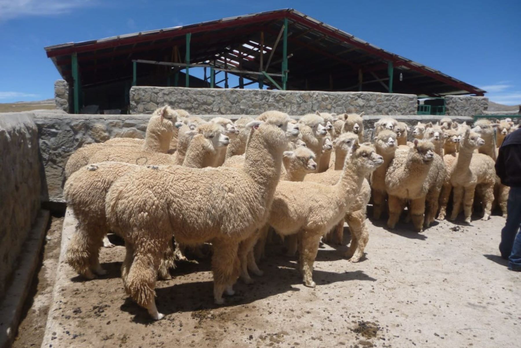 Cobertizos construidos con apoyo de Agro Rural facilitan la protección de alpacas en Arequipa.
