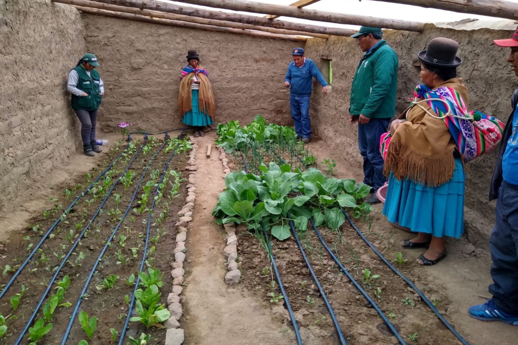 Comunidades campesinas de Puno obtienen primera cosecha de hortalizas gracias a fitotoldos. ANDINA/Difusión