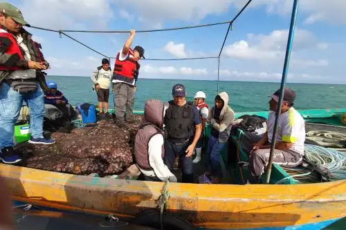 Recuperan más de 12 toneladas de pulpo y concha de abanico extraídos de forma ilegal de área natural protegida.