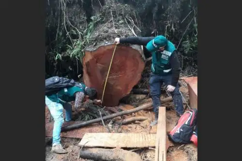 Autoridades deecomisan madera a informales que operaban en área protegida de Cajamarca. ANDINA/Difusión