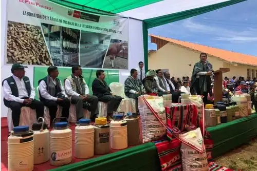 La nueva variedad de tubérculo eleva los rendimientos de 20 mil hasta los 30 mil kilos por hectárea
