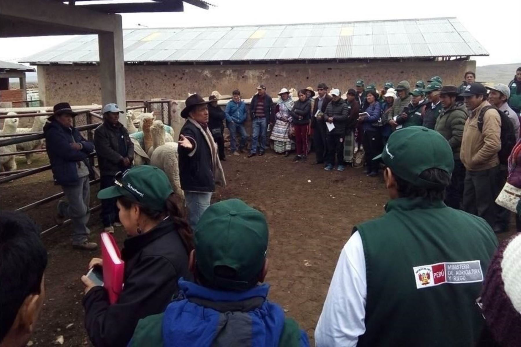 Ganaderos de Puno capacitan en crianza de alpacas a productores de Arequipa, Huancavelica y Pasco. ANDINA/Difusión