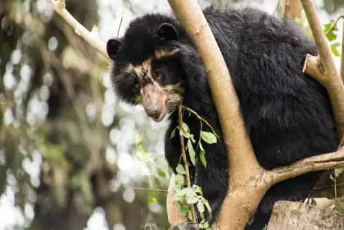 Los investigadores, en su mayoría biólogos y veterinarios, se internarán el 2020 en el hábitat de las especies para realizar el meticuloso proceso de identificación de un universo de aproximadamente 5,000 especies, para determinar si están bajo amenaza o no.