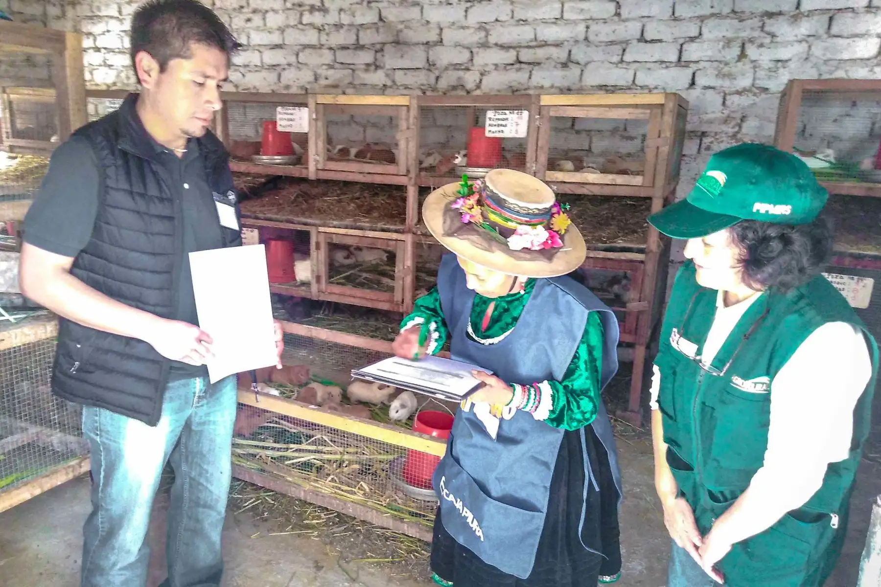 Minagri certifica a productores de cuy de Áncash en alimentación y control de enfermedades.