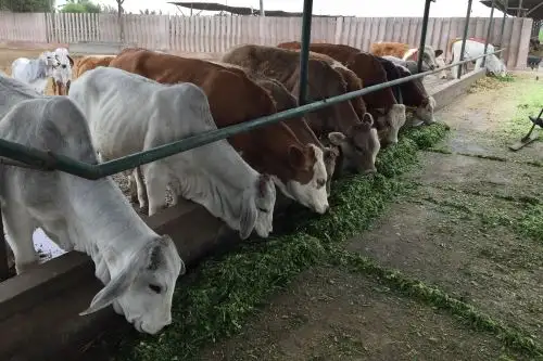 Investigadores del INIA crean sistema que monitorea la producción lechera en tiempo real.
