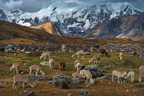 Cusco sembrará 7 millones de especies nativas en Área de Conservación Ausangate. ANDINA/Difusión