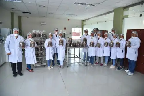 Estudiantes de Piura innovan con elaboración de panetón a base de cáscara de mango Kent. ANDINA/Difusión