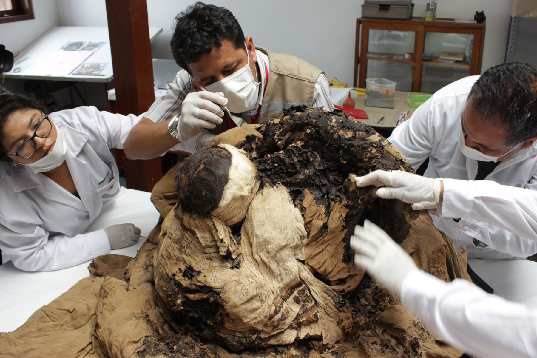 Especialistas del Museo Túcume (Lambayeque) iniciaron el proceso de desenfardelamiento para determinar a quién corresponden los restos. Foto: ANDINA/Difusión