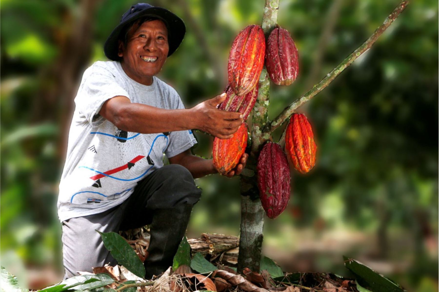 El valle de San Gabán anhela convertirse en el mayor productor de cacao de Puno. ANDINA/Difusión