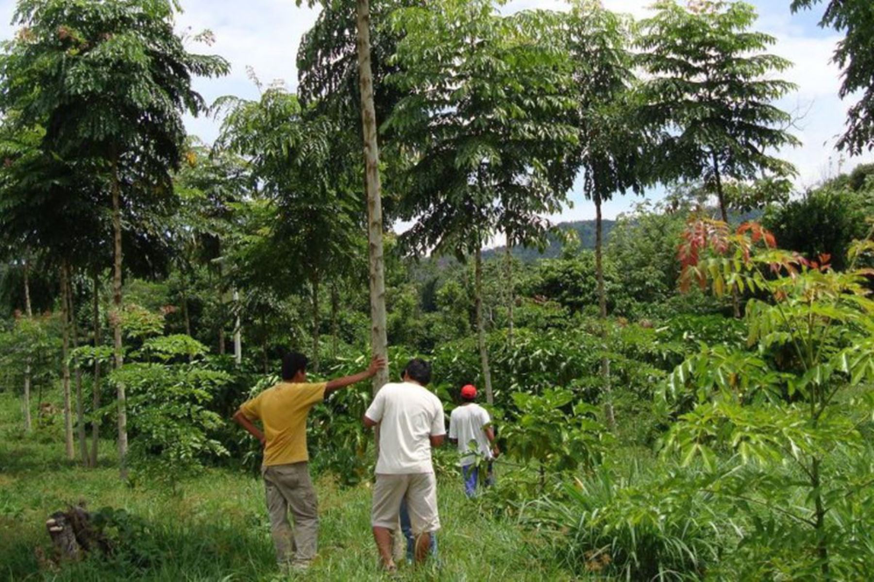 Regiones San Martín y Loreto terminaron su zonificación forestal, informó el Serfor.