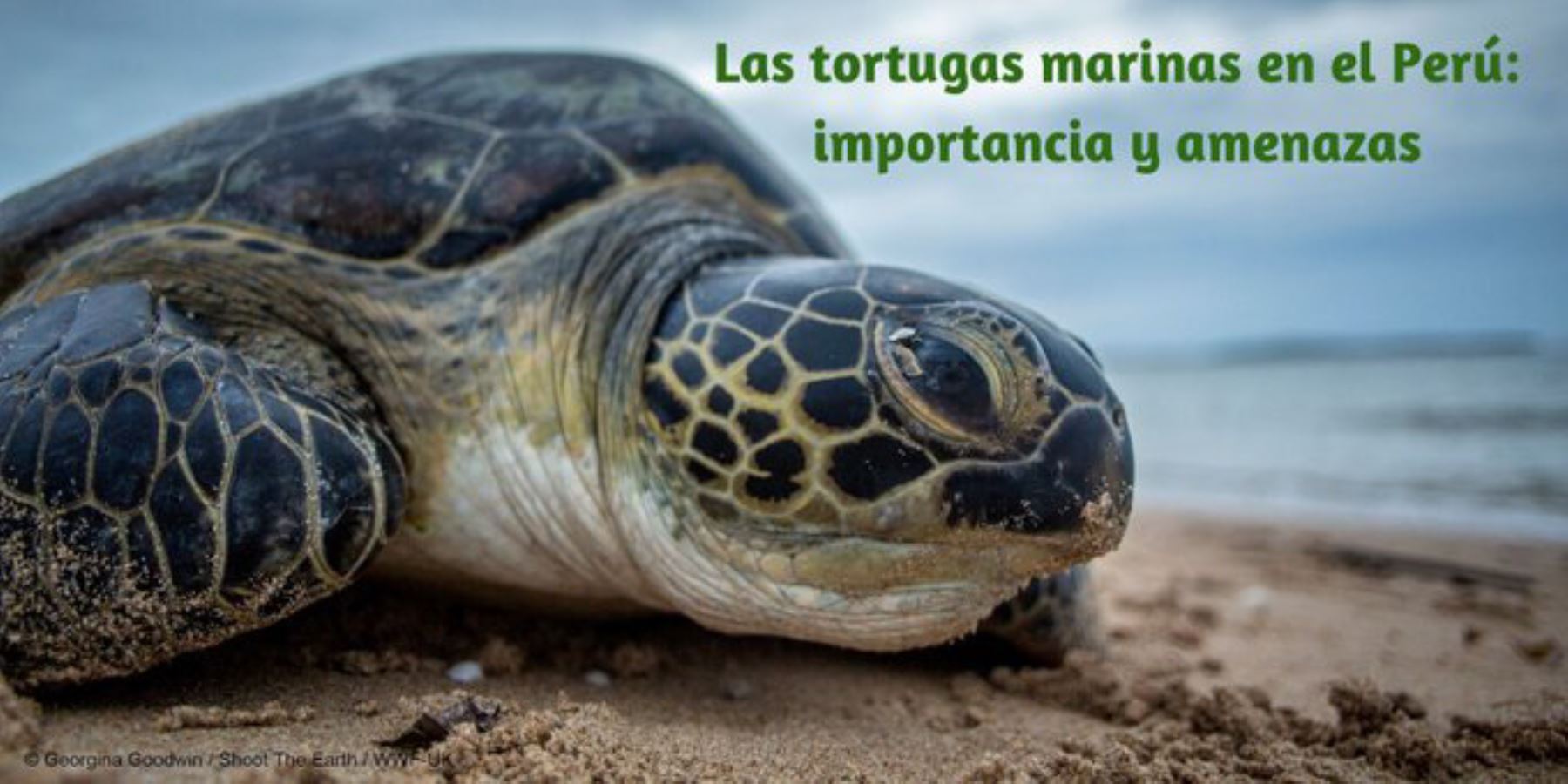 El Estado peruano aprobó el Plan Multisectorial de Conservación de las Tortugas Marinas 2019-2029, cuya meta prioritaria es reducir en más del 50% la muerte de esta especie por acción del ser humano. ANDINA/Difusión