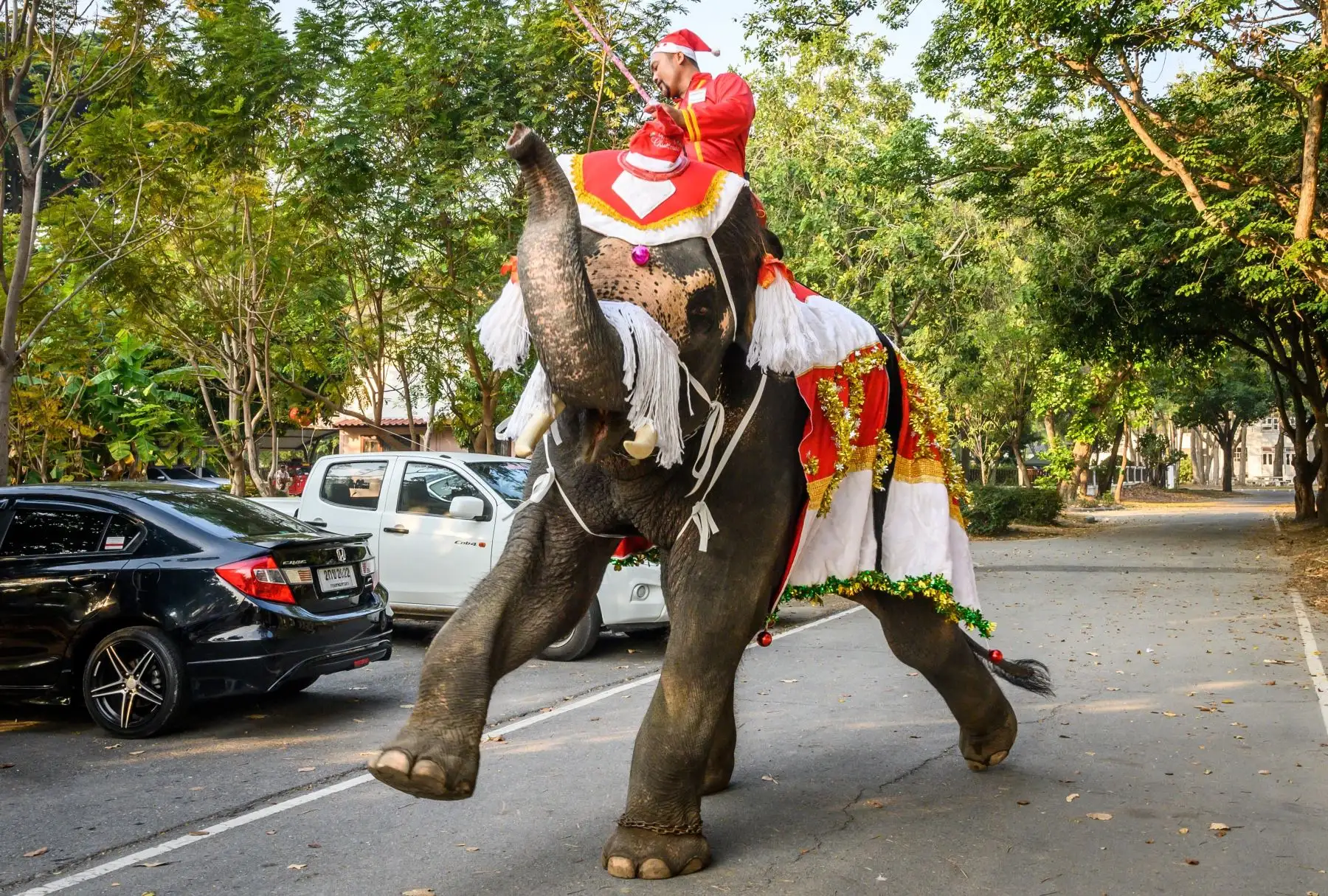 Un mahout entrena a su elefante vestido con un traje de Papá Noel antes de una presentación de regalo a los escolares durante las celebraciones navideñas en Ayutthaya en Tailandia.
Foto: AFP