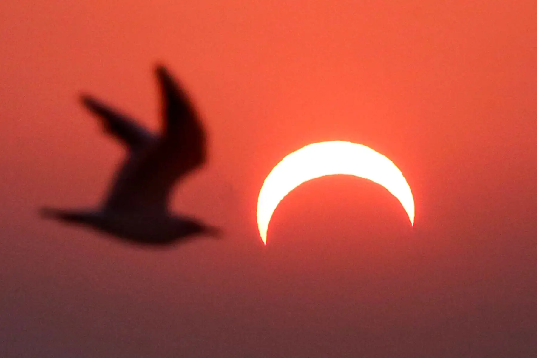 Una gaviota vuela o sobre una playa en la ciudad de Kuwait durante el eclipse solar parcial. Foto: AFP