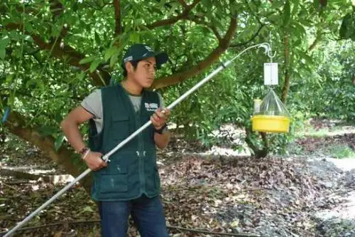 El Senasa informó que existen 1,055 trampas ubicadas en los valles interandinos de la región Ayacucho.