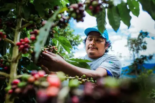 Devida ejecutó este año más de 21 millones de soles en beneficio de 7,654 familias del Alto Huallaga.