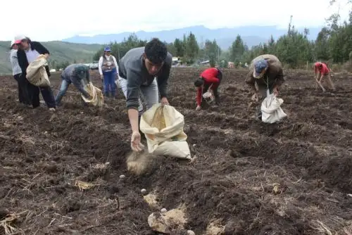 Más de 13,500 familias de pequeños y medianos agricultores se beneficiaron este año con el uso del guano de las islas, principalmente en sus cultivos de café, cacao, papa, palta, maíz, entre otros.