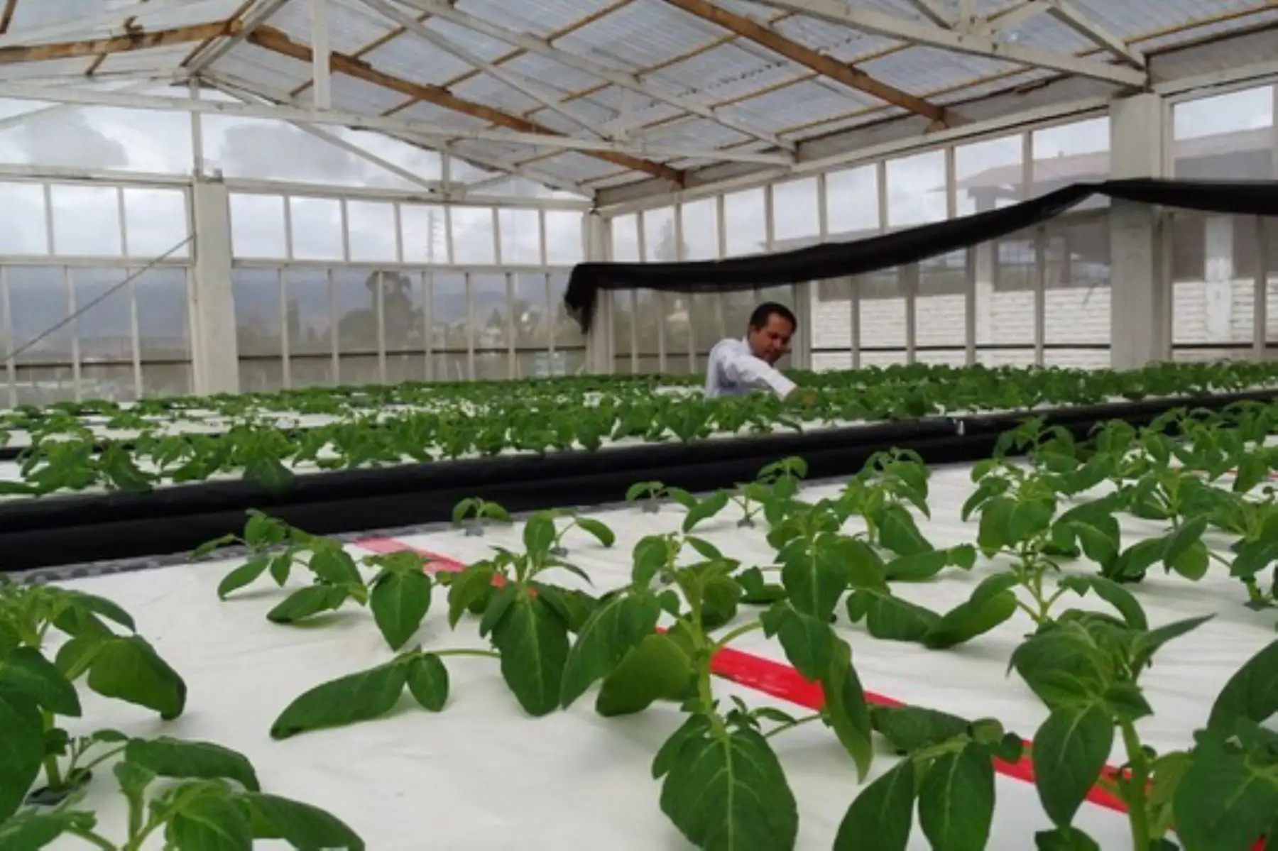 El Minagri creó las estaciones experimentales agrarias de Canchán (Huánuco) y Virú (La Libertad).