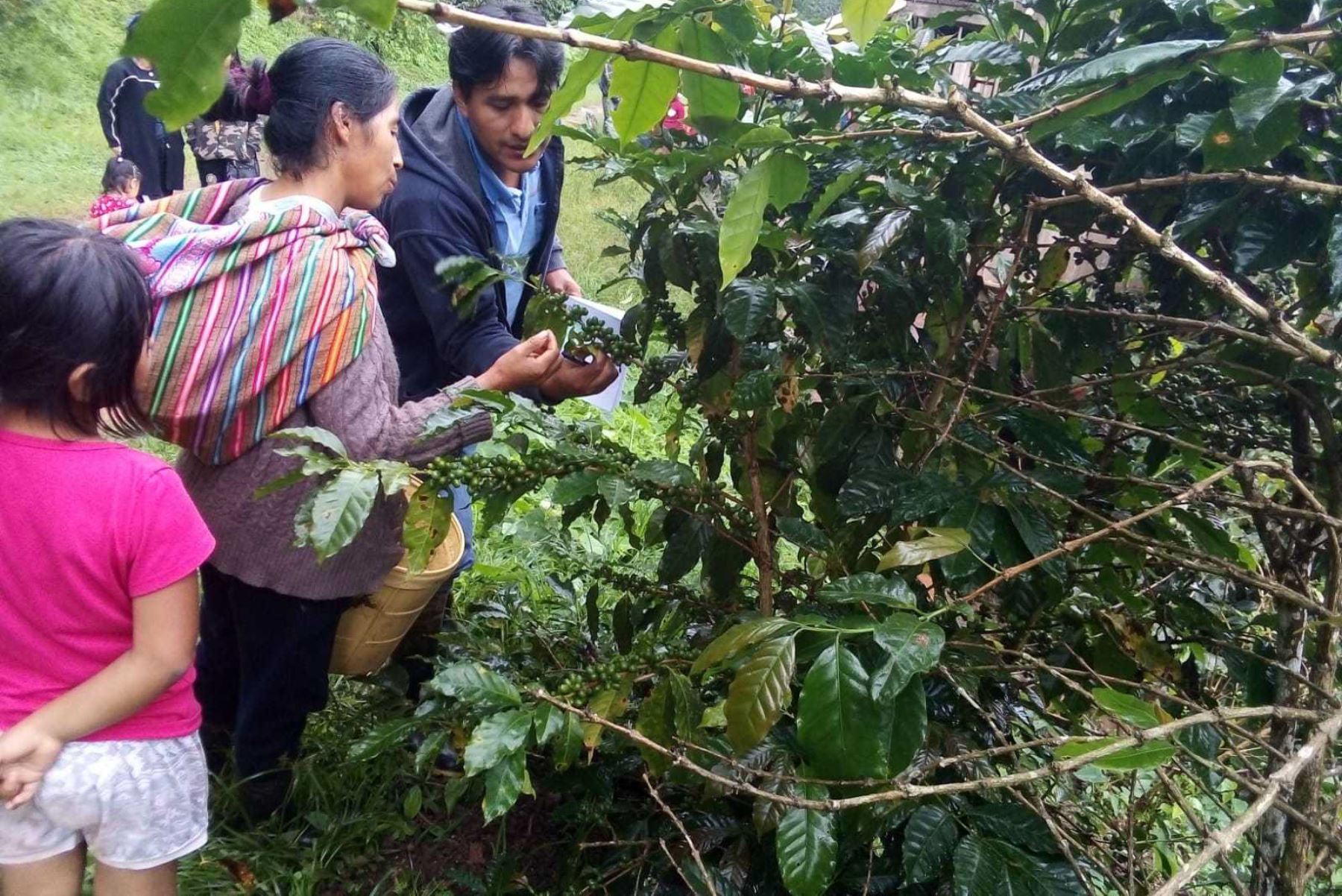 Especialistas de Agro Rural certifican conocimientos y competencias de productores de café y cacao de Junín.