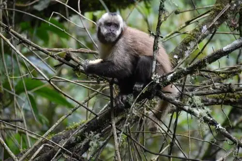 El Laboratorio de Genómica de la PUCP realizará un trabajo de vigilancia epidemiológica con animales que habitan áreas silvestres, rurales y semiurbanas que, casi siempre, son los reservorios de virus zoonóticos que eventualmente pueden infectar humanos.