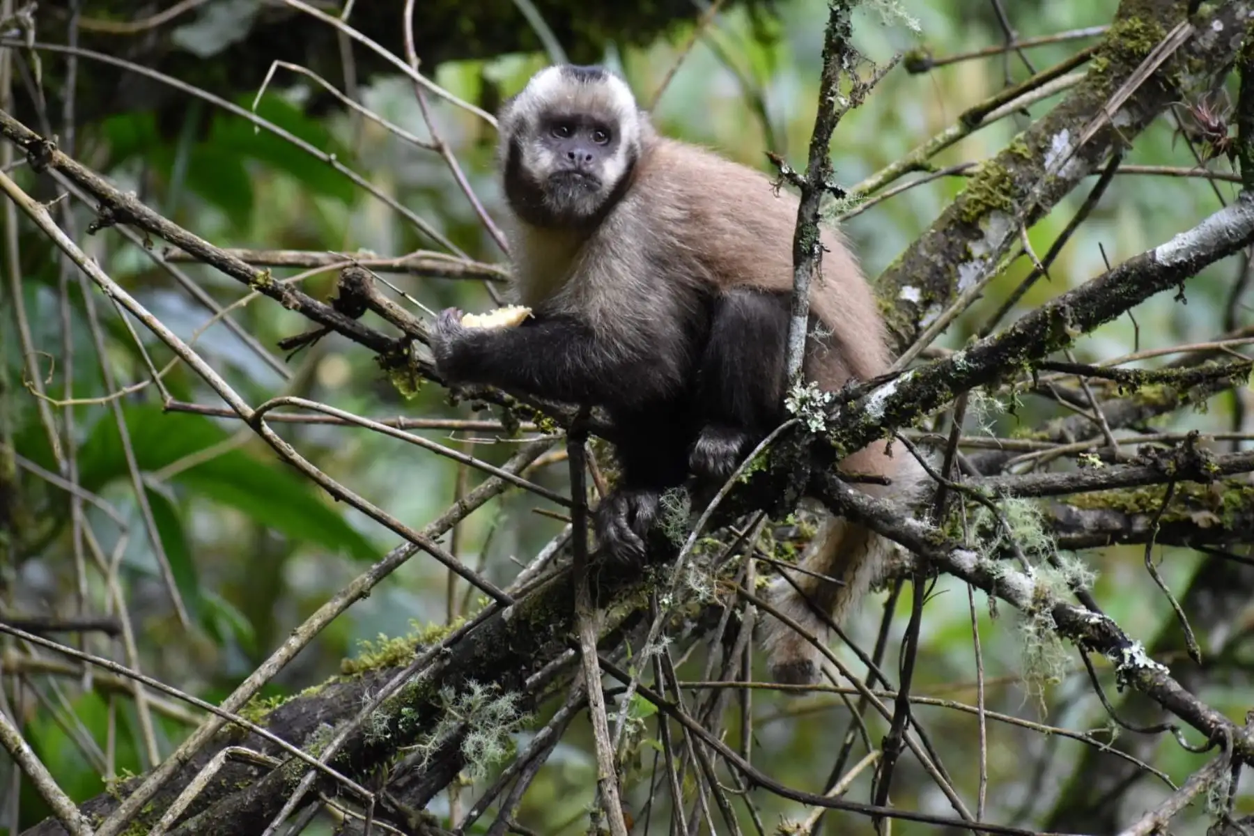 El Laboratorio de Genómica de la PUCP realizará un trabajo de vigilancia epidemiológica con animales que habitan áreas silvestres, rurales y semiurbanas que, casi siempre, son los reservorios de virus zoonóticos que eventualmente pueden infectar humanos.
