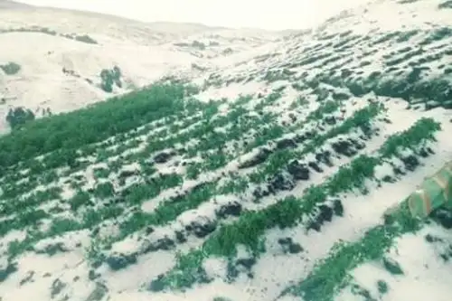 Lluvias y granizadas afectan cultivos en diversos puntos del país, señala el Senamhi.