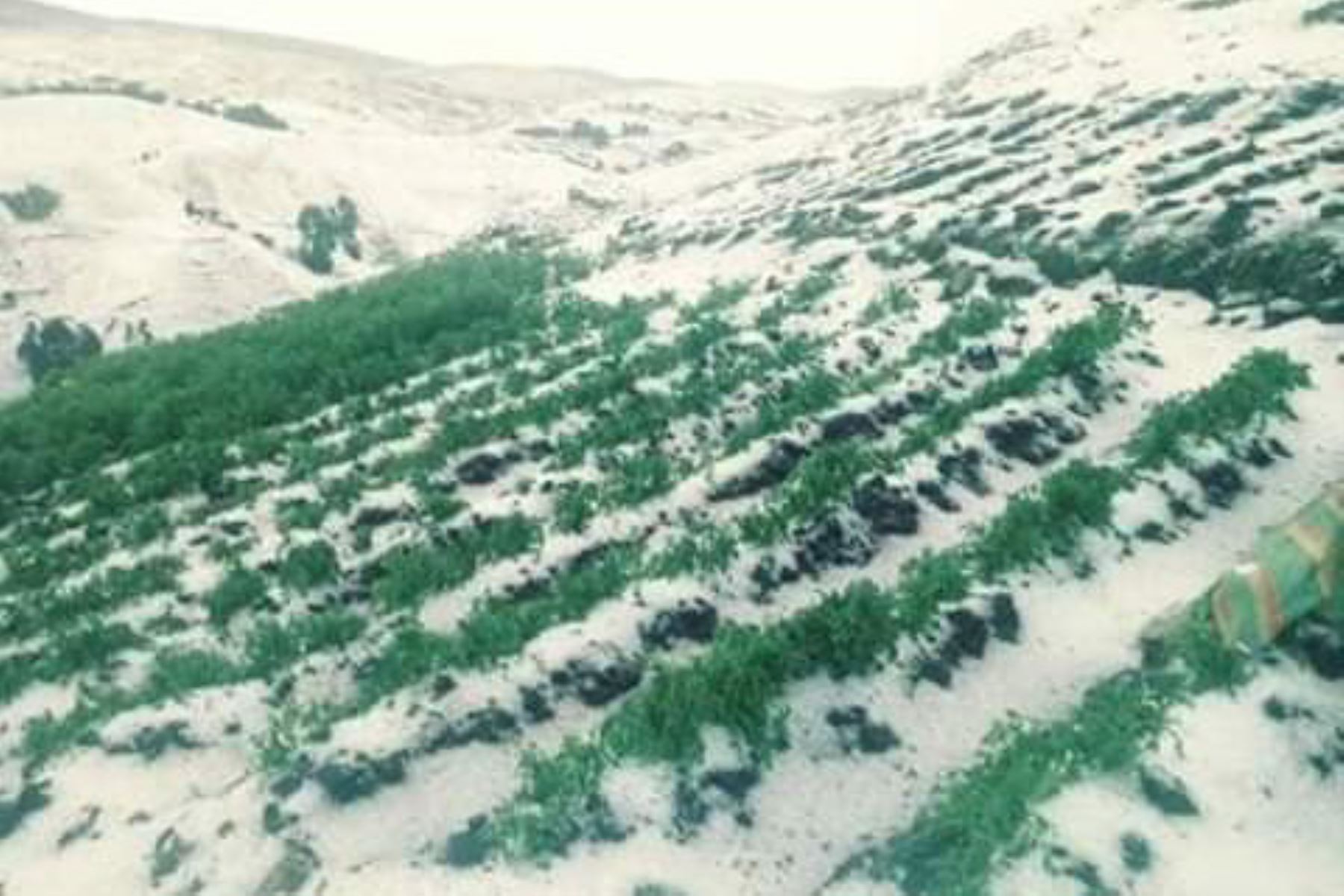 Lluvias y granizadas afectan cultivos en diversos puntos del país, señala el Senamhi.