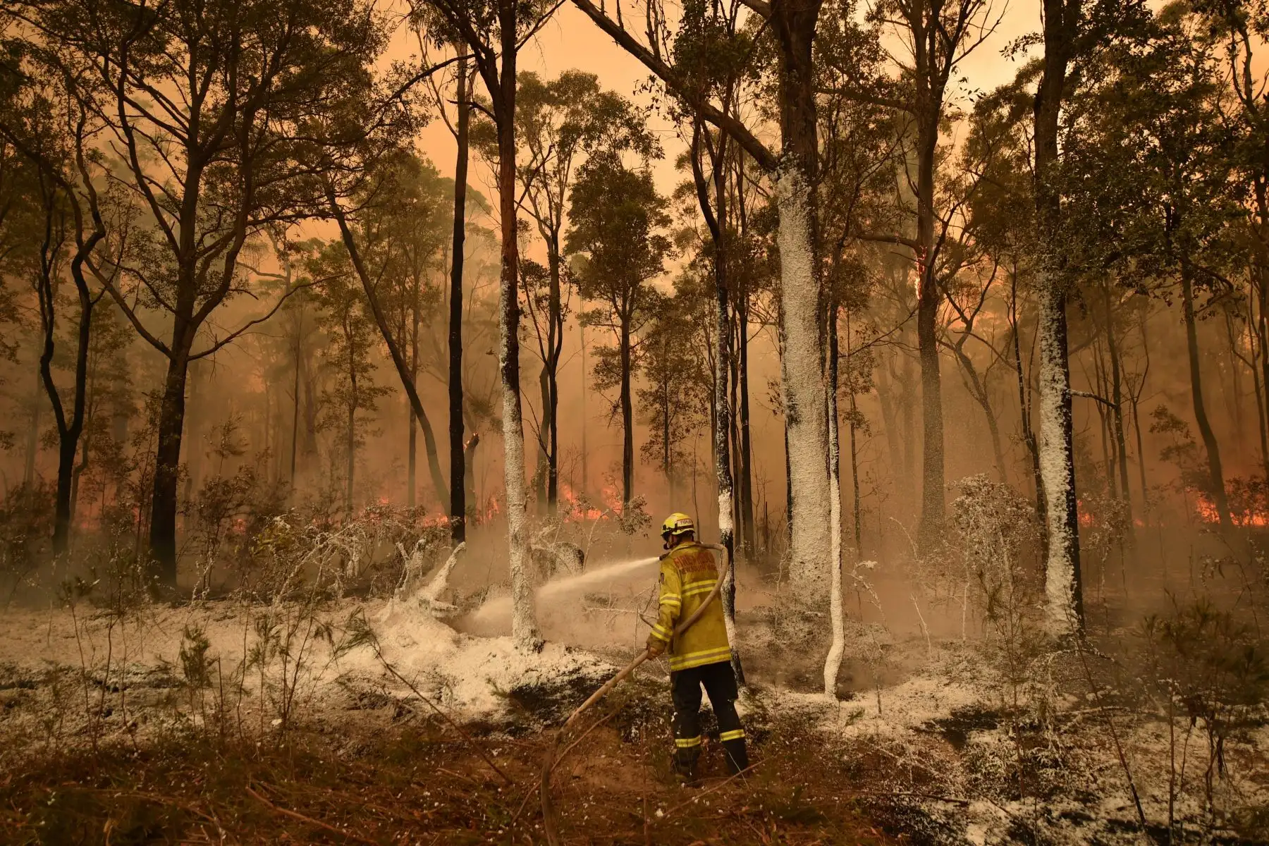 un bombero rocía un retardador de espuma en una parte posterior de la quemadura delante de un incendio en la ciudad de Jerrawangala, Nueva Gales del Sur.
Foto: AFP