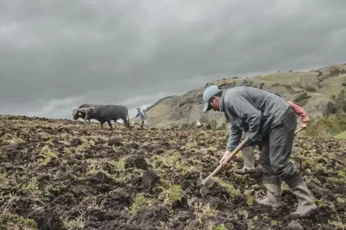 Siembra de pastos y forraje impulsa actividades agropecuarias de más de 92,000 ganaderos del país, precisó el Ministerio de Agricultura y Riego (Minagri).