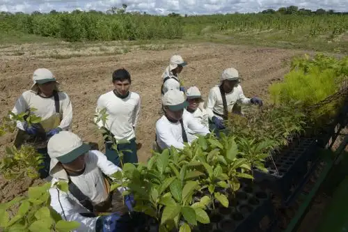La ampliación de la vigencia de los beneficios de la Ley de promoción agraria impulsará la formalización de las plantaciones forestales, así como del empleo en el sector,